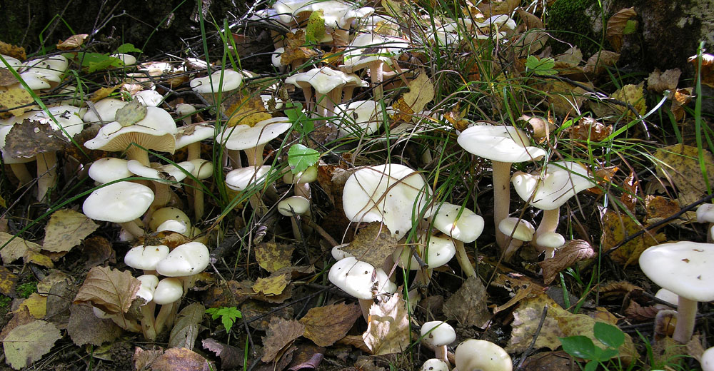 Hygrophorus di betulla.